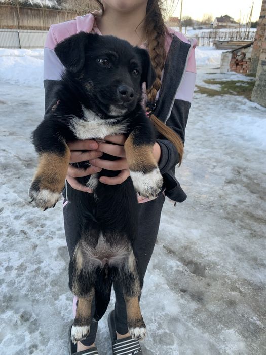 Безкоштовно щенят