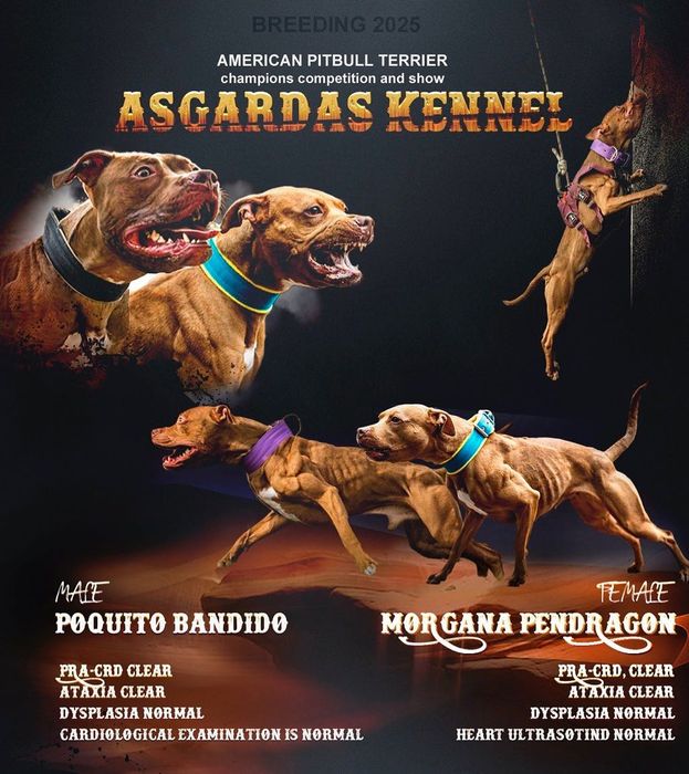 Цуценя пітбуля , Пітбультерьєр ,АПБТ