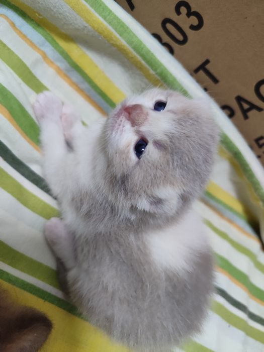 Кошенята до бронювання