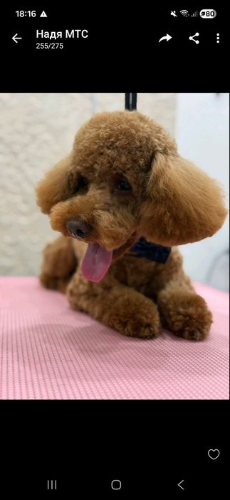 Злучка, шукаємо дівчинку