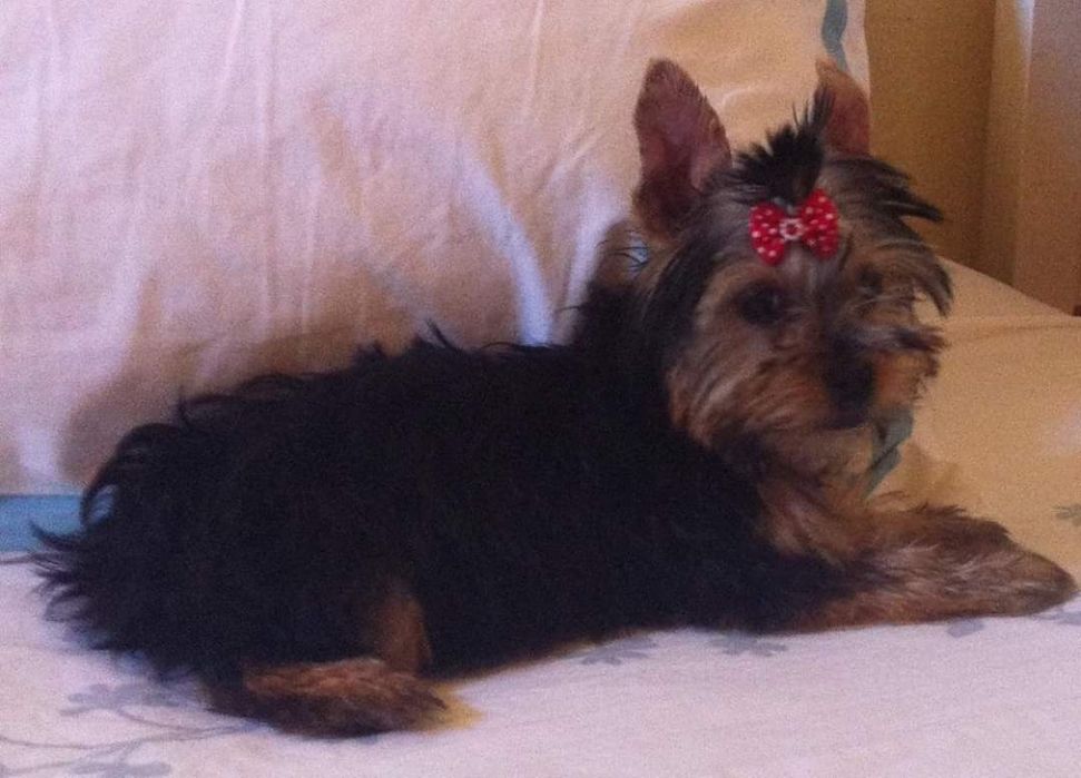 Yorkshire x chichuachua