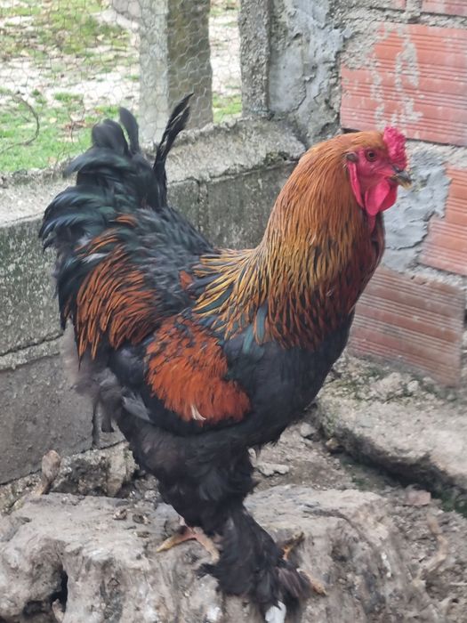 Casal Brahma Black