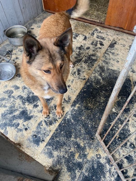 Стерелізована дівчинка Люся терміново шукає дім