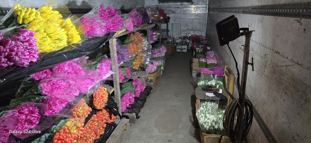 Тюльпан ОПТОМ від 30грн