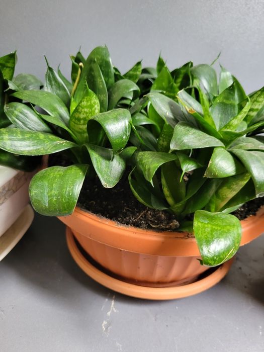 Сансевиерия  хани низкорослая,тещин язык,щучий хвост