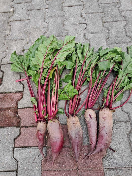 Młode buraczki czerwone, czosnek Harnaś
