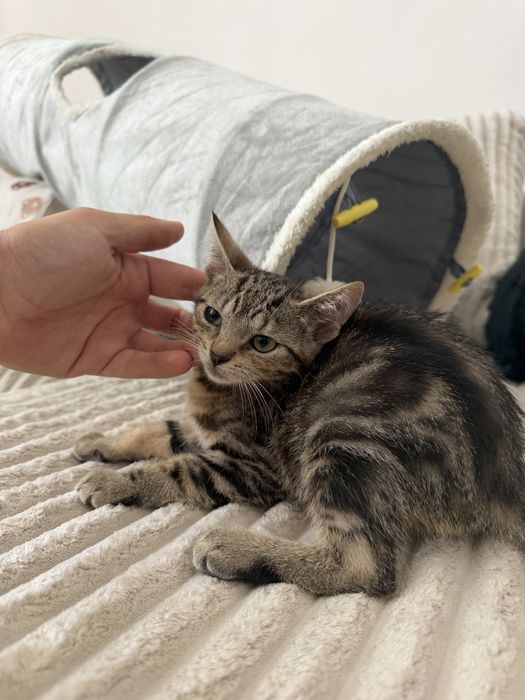 Dwie kotki do adopcji