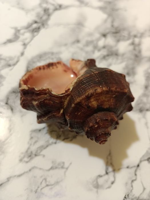 Ракушка   морска