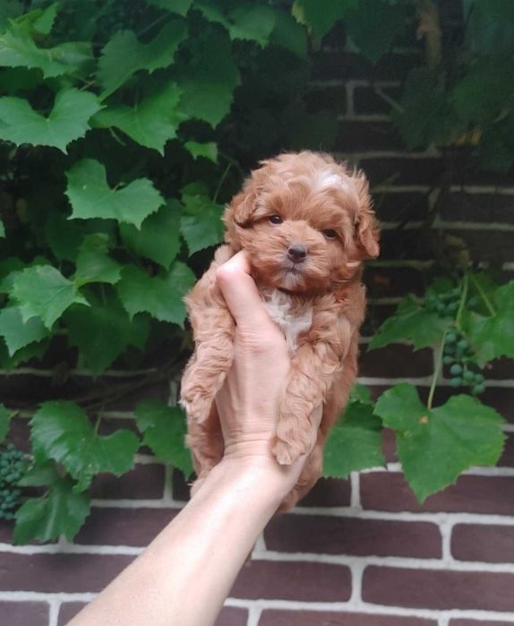 Найсолодша маленька дизайн-паняночка red caramel&white PomaPoo з Києва