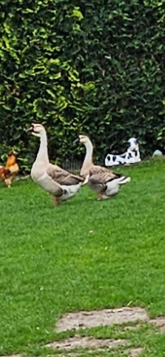 Gęś, Łabędziogęś para