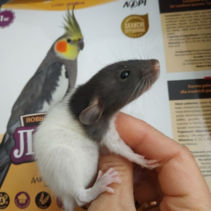 Крыски крысята разные животные грызуны крыса криса щур пацюки свинки х