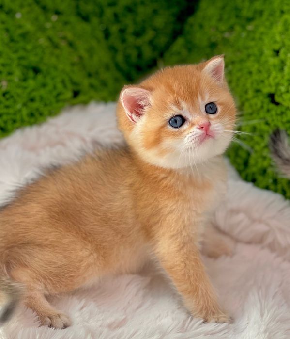 British golden shorthair