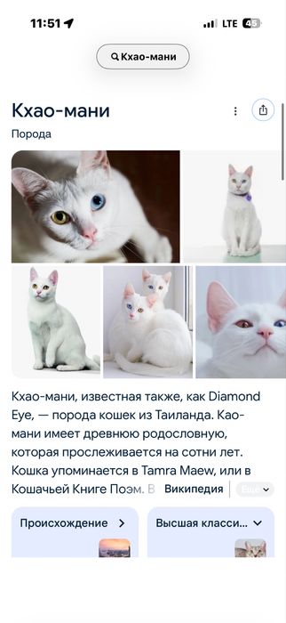 Порода Кхао-Мани,шикарная кошечка!Эксклюзив !