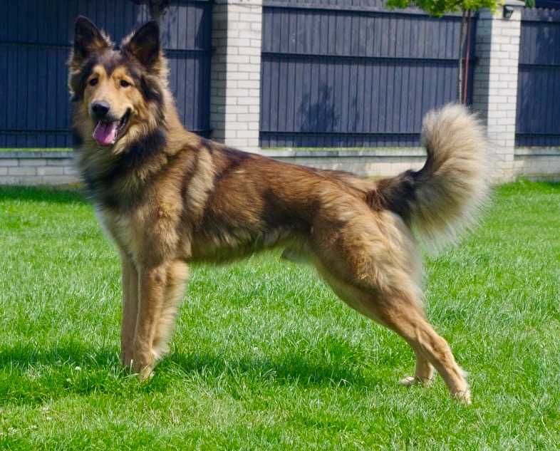 Aleksander 2 lata piękny pies w typie owczarka do adopcji