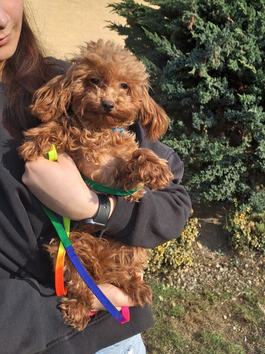 **BELLA**pudel red toy sunia 1,60dkg