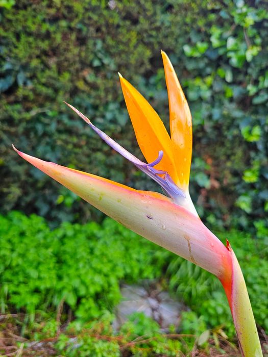 Strelitzia reginae (Ave-do-Paraíso) – 130 cm