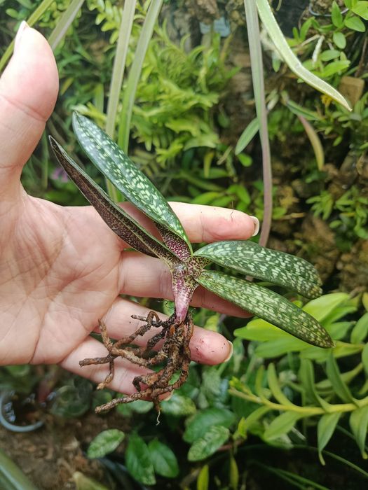 Орхідея paphiopedilum micranthum