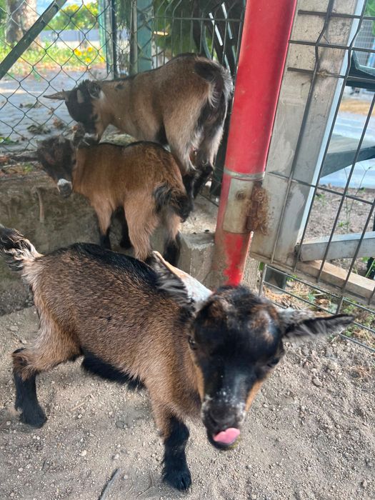 Cabritos anãos, 3 juntos ou separado