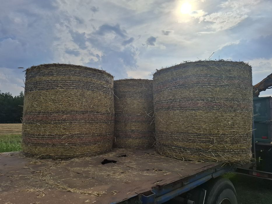 Słoma z pszenżyta 120 rolka