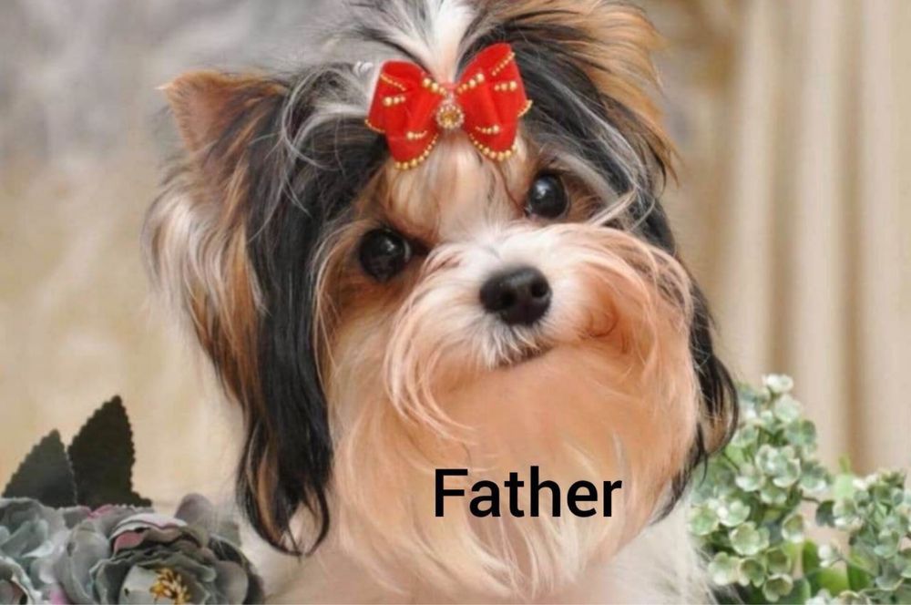 Вязка бівер йорк