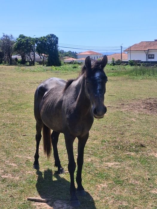 Égua 3 anos  mansinha