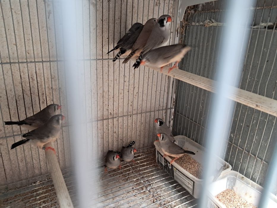 Mandarins gigantes