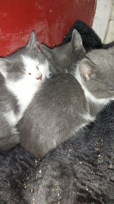 Котята отдам в добрые рукии