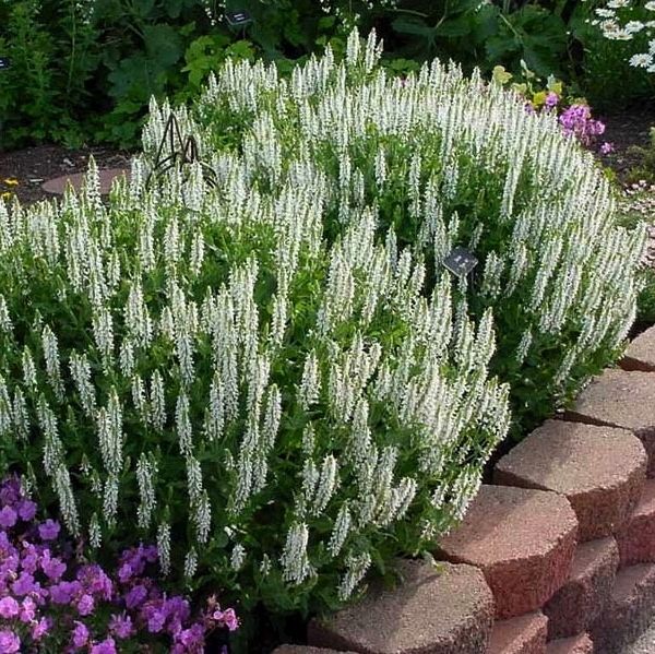 Szałwia omszona Biała Długo Kwitnąca