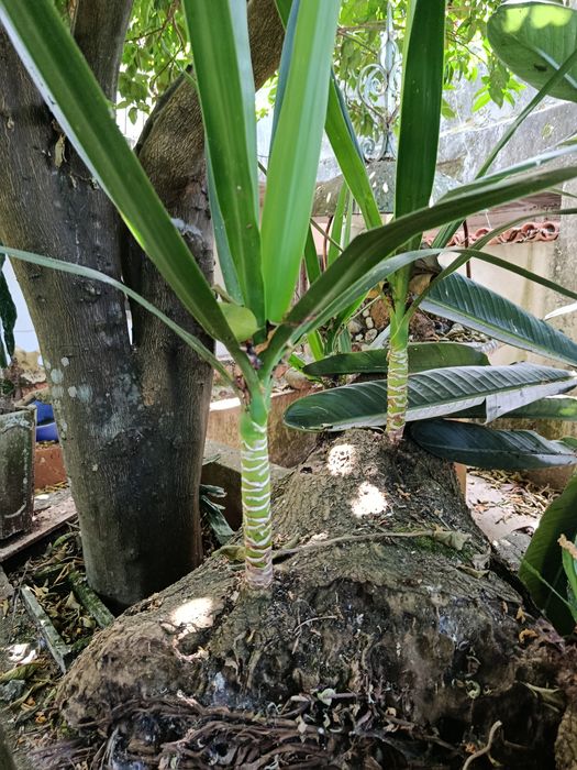 Para Doar Palmeiras Yucca