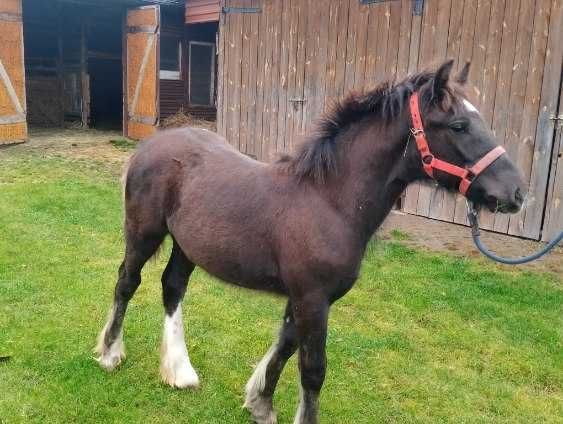 tinker ogierek nowa cena