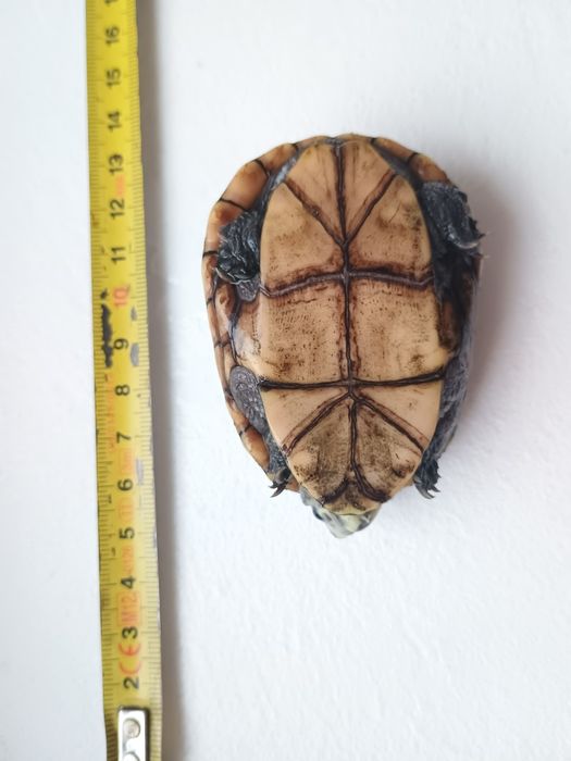 Młody  samiec Kinosternon baurii kuzyn Sternotherus żółw wonny