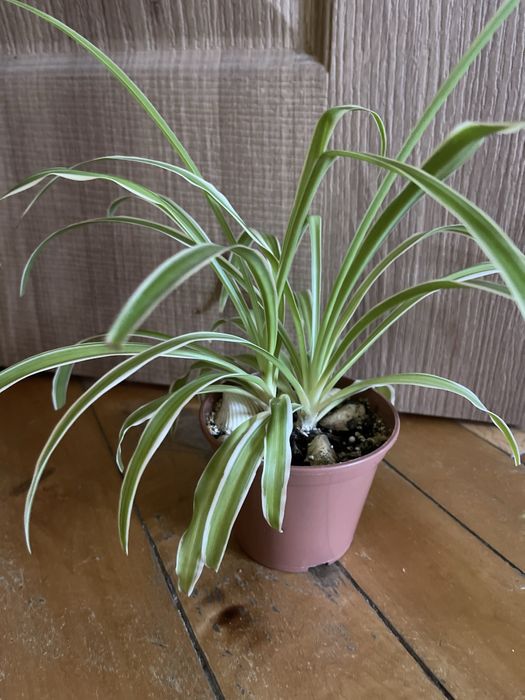 Хлорофітум Океан/Ocean/