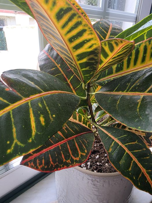 Codiaeum variegatum/ Cróton Petra