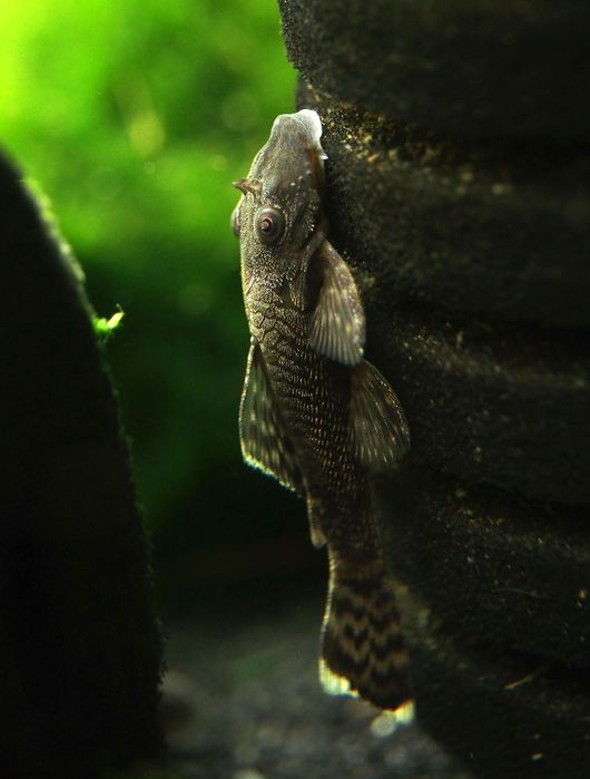 Bristlenose Pleco (Ancistrus spp.)
