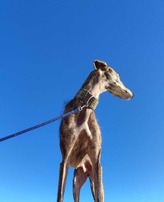 Passeios de cães e visitas ao domicílio (Madeira/Funchal)