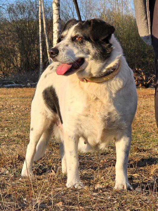 Lila - duże jest piękne