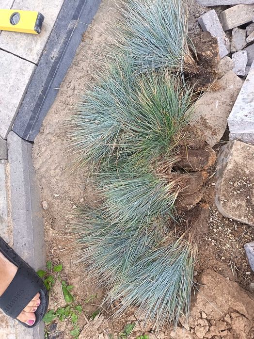 Kostrzewa sina Elijah Blue (Festuca glauca) – niebieska trawa