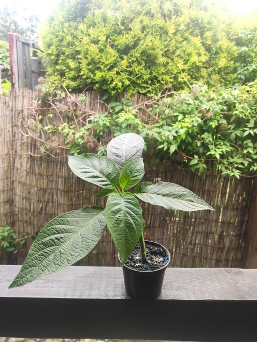 Brugmansja Datura  DS Zoulou z pąkami.