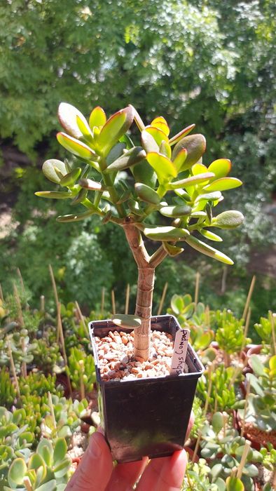 Crassula Blue Bird variegata  Крассула Блуберд вариегата