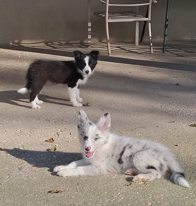 Border collie - czarno- biała  z metryką ZKwP