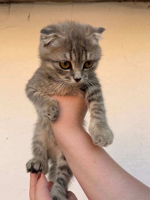 Кошенята в добрі руки