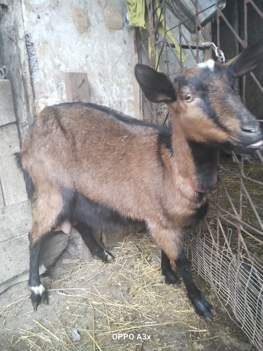 Продам дійну козу
