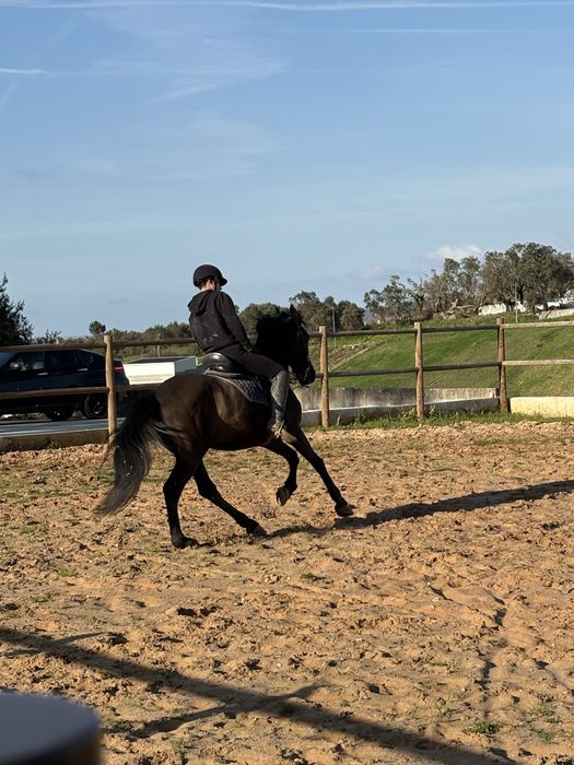Cavalo PRE (Pura Raça Espanhola)