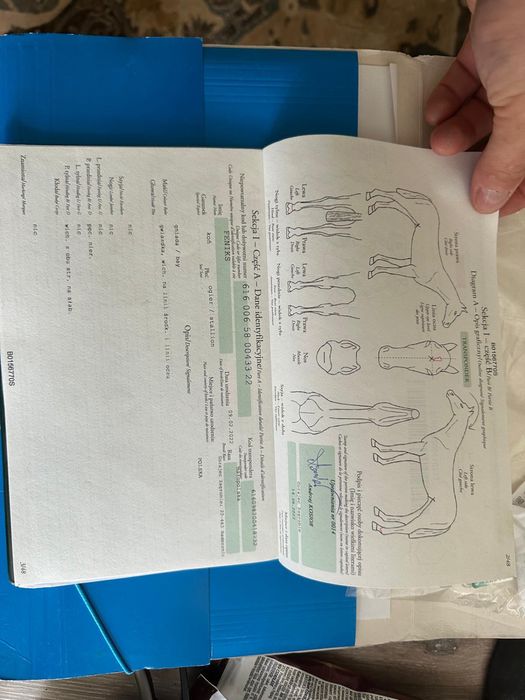 4 letni wałach małopolski