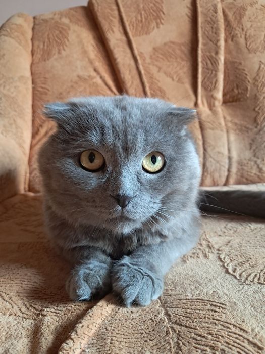 Віддам  кота скотіш-фолд