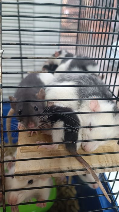 Декоративні Пацюки (щурики)