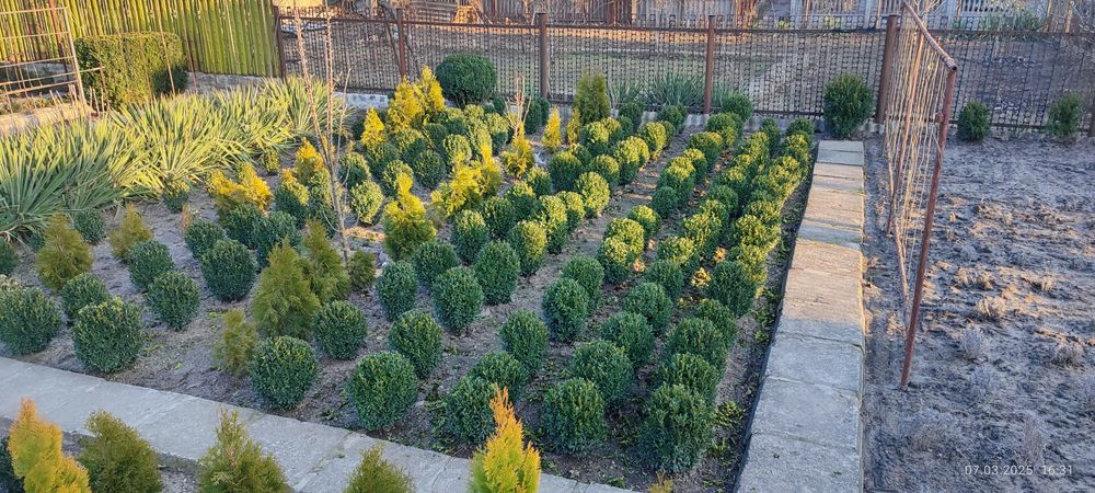 Самшит вічнозелений 2025