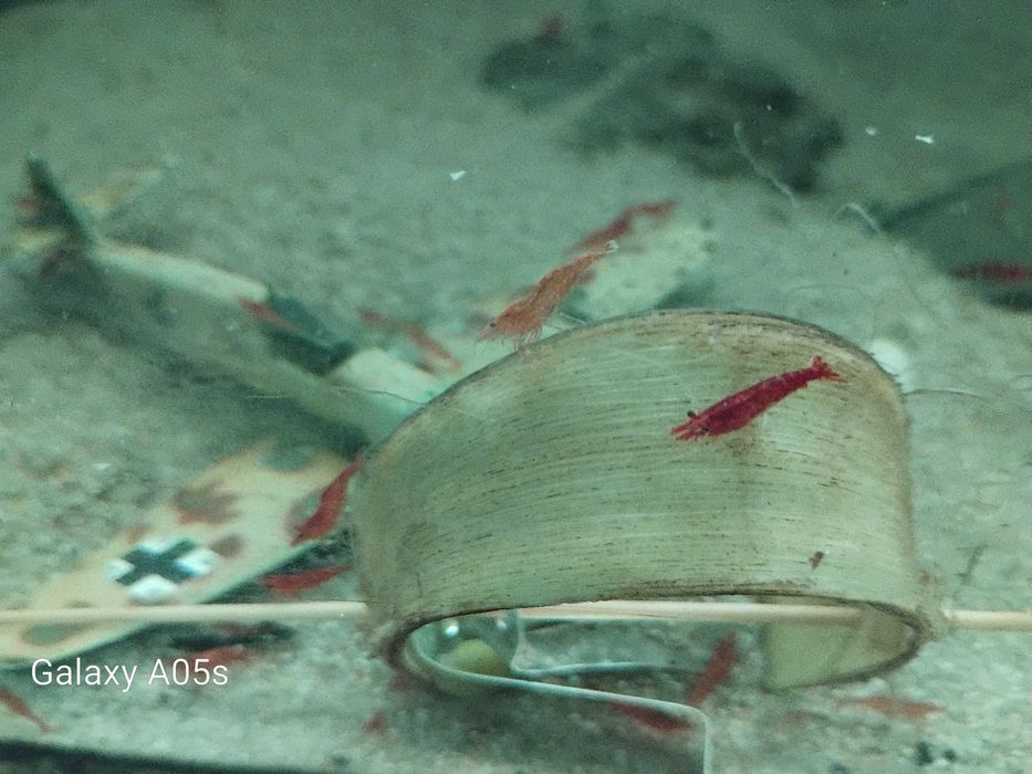 Camarões Red Cherry