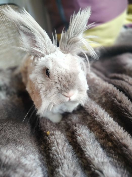Królik miniaturka szuka domku, królik+ klatka