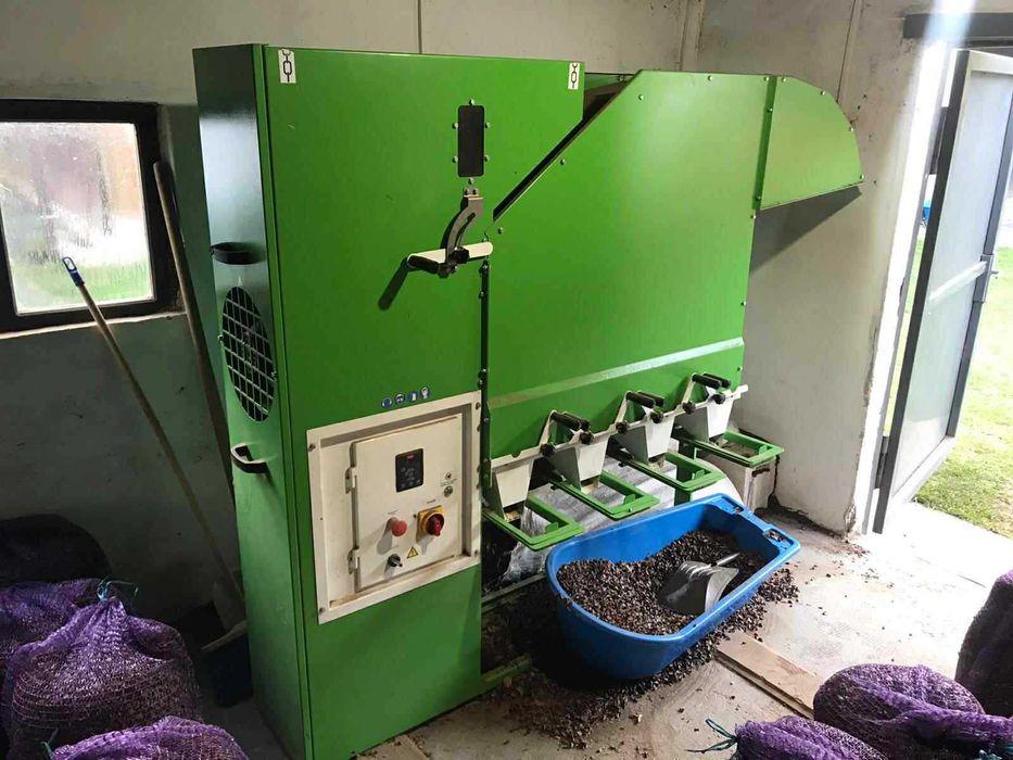 Nasiona buka zwyczajnego – zbiór 2025